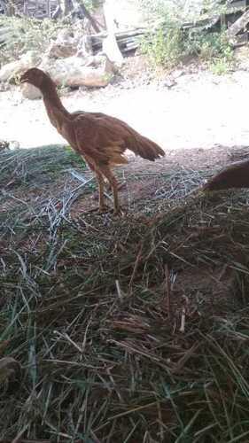 Live Kadaknath Country Chicken Gender: Both