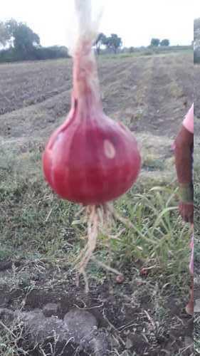 Organic Culture Onion