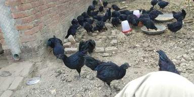 Black Fresh Kadaknath Chicken (Black)