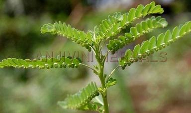 Phyllanthus Amarus Extract