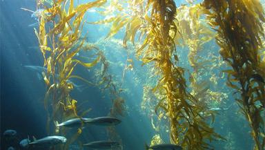 Tasmanian Seaweed Powder (Green Bull Kelp) Length: 5-9 Inch (In)
