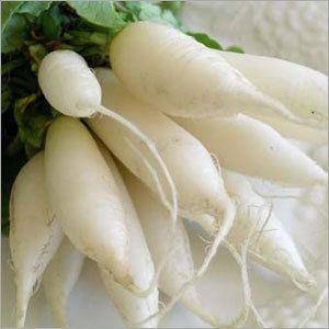 Radish