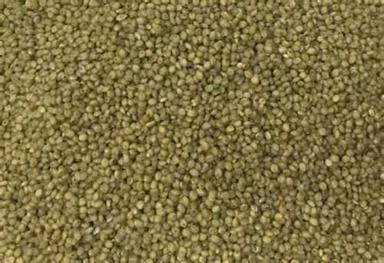 Green Non Harmful Browntop Millet