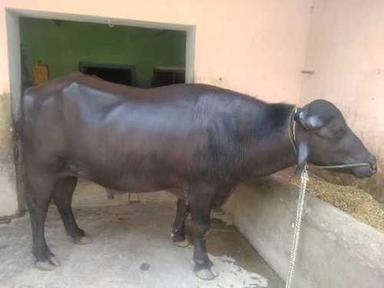 Male Black Pure Murrah Bull