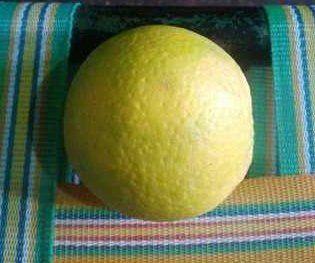 Green Fresh Sweet Lemon Fruit