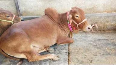 Sahwal High Milking Sahiwal Cow For Dairy Farm