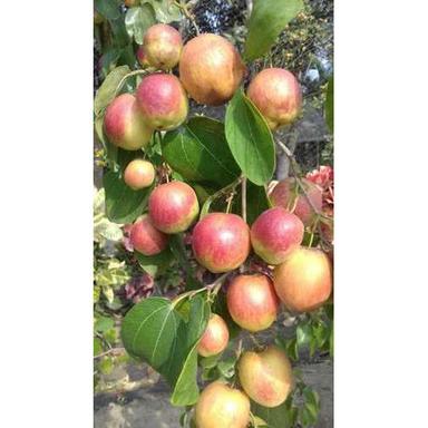 Apple Ber Plant With Excellent Growth Capacity