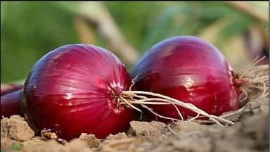 Farm Fresh Red Onion Preserving Compound: No Preservatives