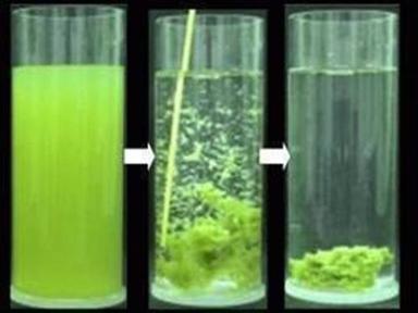 Flocculants (Polyacrylamide) Chemical Grade: Industrial Grade