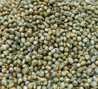 Green Millet - Cultivation Type: Organic