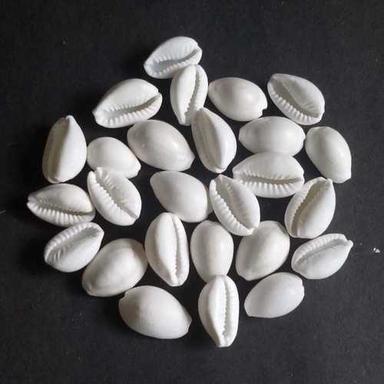 Natural White Kaudi Seashell