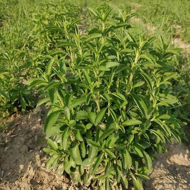 Green Stevia Plants For Agriculture