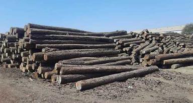 Plain Pine Wood Logs Size: 8