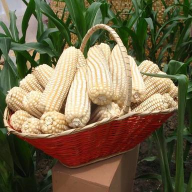 White Corn Maize For Animal Feed Crop Year: 2019 Years