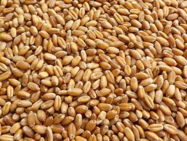Golden Adulteration Free 100% Natural Wheat