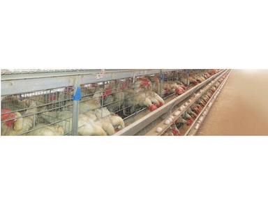 27" X 15" Poultry Layer Cages