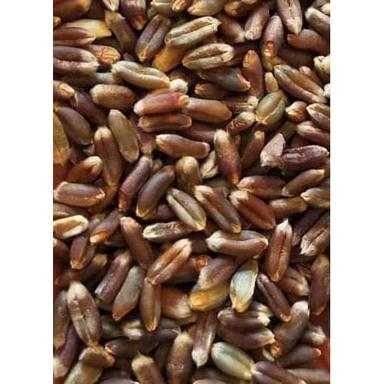 Hard Pure Natural Black Wheat