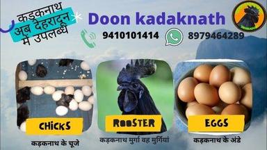 Black Doon Kadaknath Rooster Chicken
