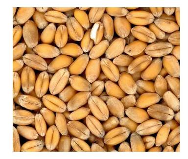 100% Organic A Grade Natural Wheat