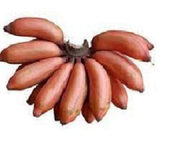 Open Air Good Taste, Healthy And Nutritious Red Banana With Superior Quality, Longer Shelf Life