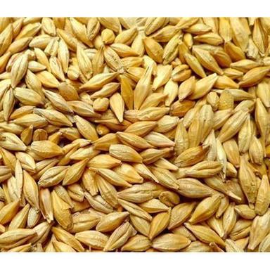 Commom A Grade 100% Pure Natural And Organic Barley Seeds, 1 Kg Pack
