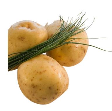 A Grade 100 Percent Purity Indian Origin Commonly Cultivated Fresh Potato
