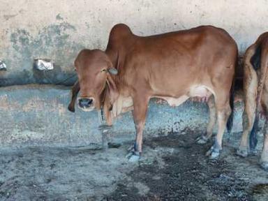 Brown High Pedigree Pure Blood Line Gir Cows