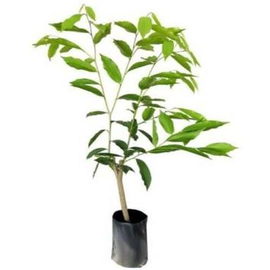Green Grafted Agarwood Plant For Outdoor Gardening And Nursery 