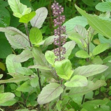 Green Safe And Non Toxic Edible Herb Ocimum Sanctum Plant