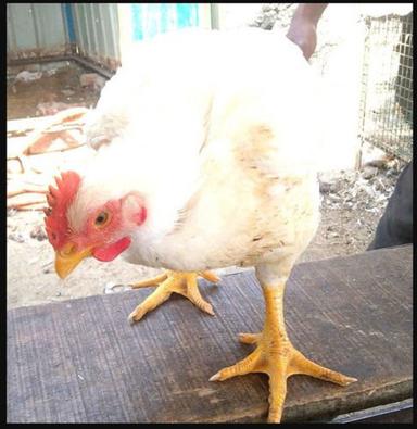White Color Indian Giant Breed Live Chicken, 5 Kilogram  Gender: Both