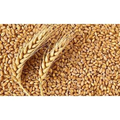Sundried Organic Indian Originated Yellow Whole Wheat Grain, Pack Of 1 Kg