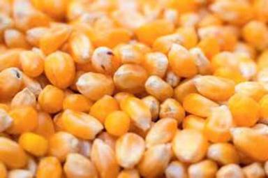 Common High Protein And Fiber Nutritious Yellow Maize Raw Corn Seeds