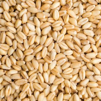 Pure And Dried Commonly Cultivated Organic Wheat Seeds Admixture (%): 2%