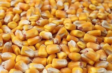Common Cultivation Creamy Texture A Grade High Quality And Healthy Corn Broken Ratio (%): 2%