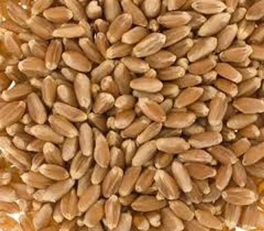 Brown Rich In Nutrients And Good In Taste 100% Natural Organic Whole Wheat Grains