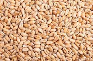 100 Percent Pure Natural And Organic A Grade Wheat Seeds Admixture (%): 1%