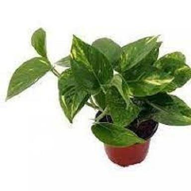 Well Watered Ivy Green Money Plants For Indoor And Outdoor Decoration Shelf Life: 10 Years Years