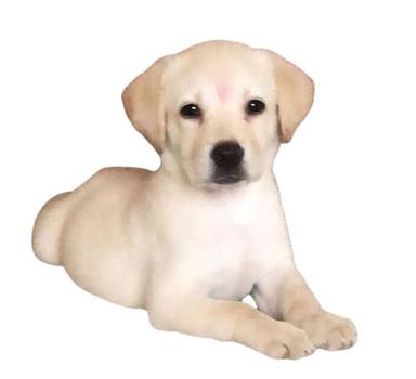  घर के लिए सफेद प्रशिक्षित अच्छा लैब्राडोर नस्ल का नर पालतू कुत्ता वजन: 7 किलोग्राम (किग्रा) 