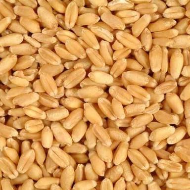 Brown Soft Fluffy Protein-Rich Wheat Seeds Whole Wheat Grains