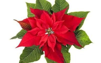 Multicolour Light Weight Durable Elegant Look Attractive Artificial Christmas Flower 