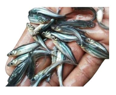 Great Source Of Minerals Magnesium Potassium Healthy Tasty Freshwater Fish For Eating