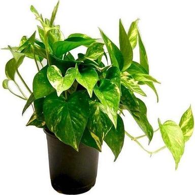 Green Good Luck Money Plant Variegated With Self Watering Pot