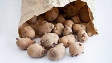 Naturaly Grown Fresh Potatoes Moisture (%): 87.5%