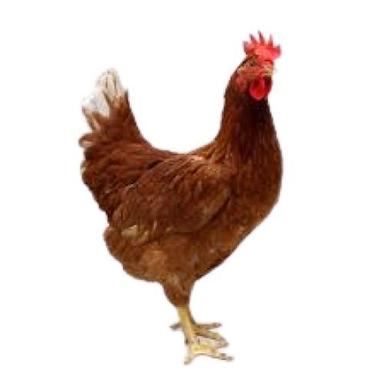 Female Brown Country Live Chicken  Weight: 1  Kilograms (Kg)