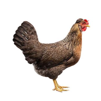 Live Brown Country Chicken Gender: Female