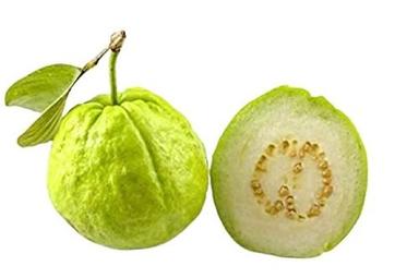 Common Naturally Grown Indian Origin Round Green Guava Fruit