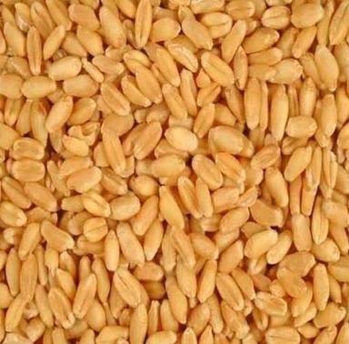 Commonly Cultivated Food Grade Pure And Dried Whole Wheat Grain