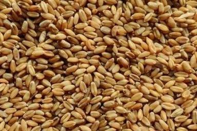 High Source Of Vitamins And Minerals Pure And Dried Milling Wheat Broken (%): 2%
