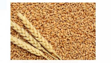 Brown Pure And Natural Commonly Cultivated Raw Dried Whole Wheat Grain 