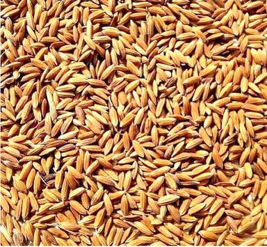 99% Pure Commonly Cultivated Raw And Dried Paddy Seed For Agriculture Use Admixture (%): 5%